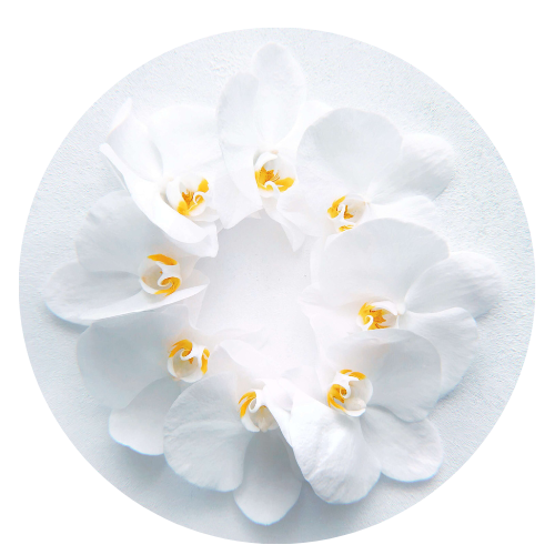 fleur blanche douceur emotions